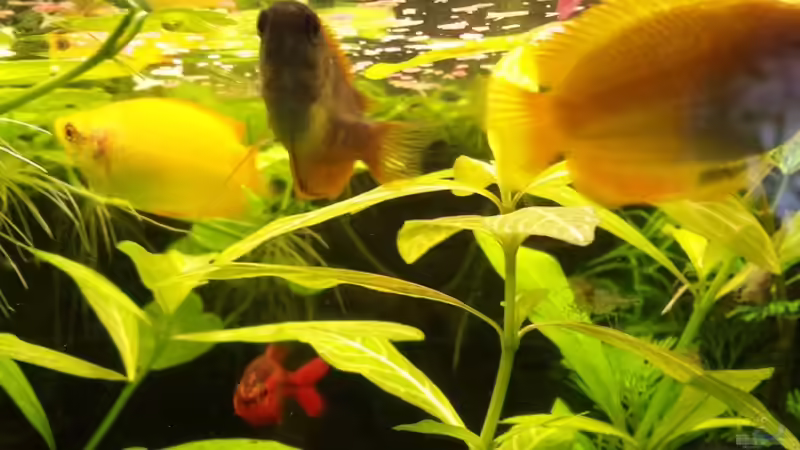 Honiggurami/ Honigfadenfisch  -Trichogaster chuna  von sonic85 (26)