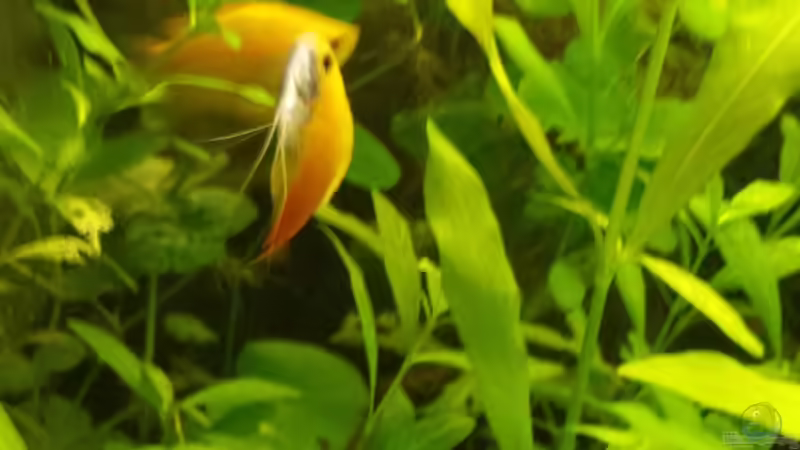 Honiggurami/ Honigfadenfisch  -Trichogaster chuna  von sonic85 (27)