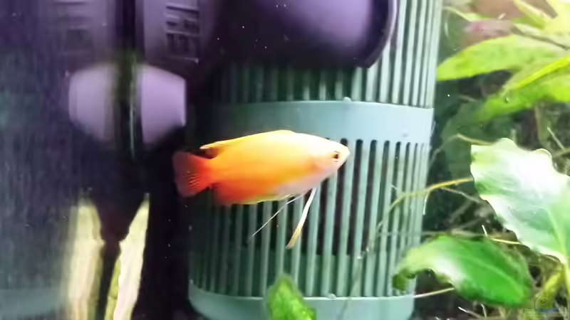 Honiggurami- m von Jens Holzner (8)