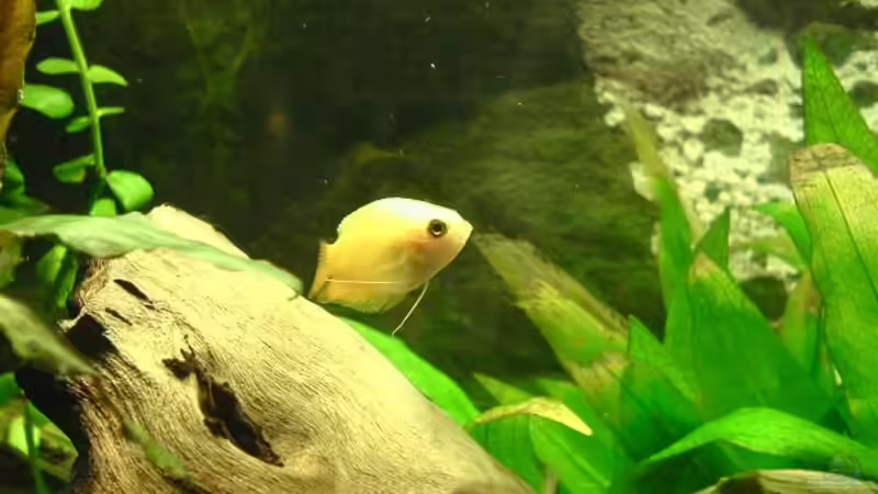 Honiggurami  von Faye (12)