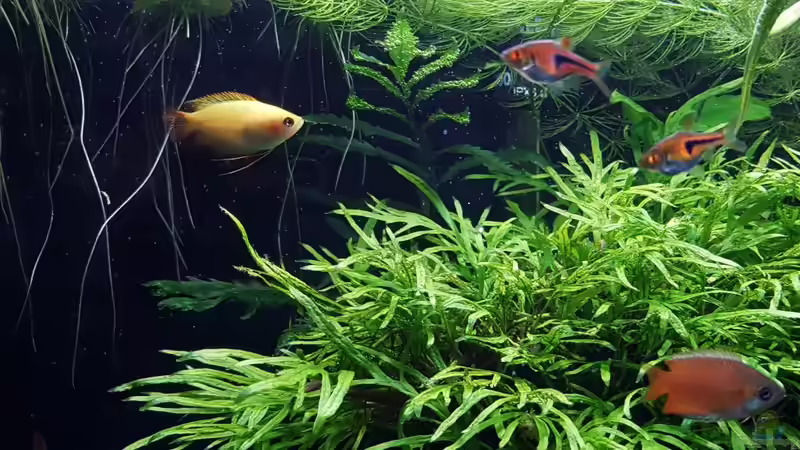 Honiggurami (Colisa chuna) und Espes Bärbling (Trigonostigma espei) von YoshiMaus (44)