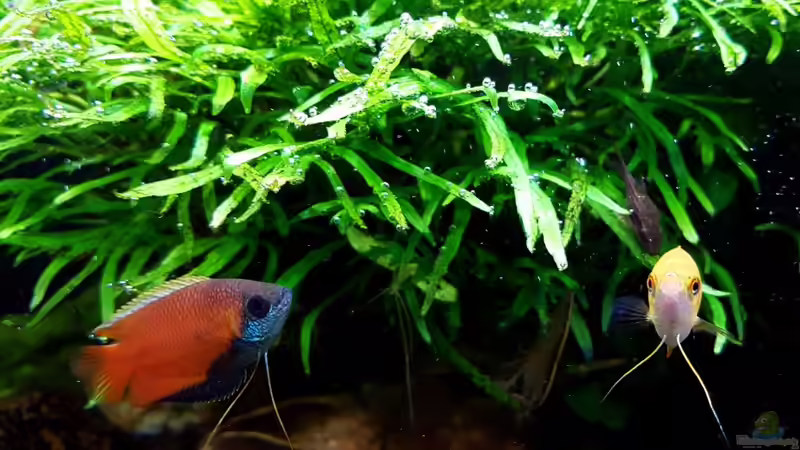 Honiggurami (Colisa chuna) von YoshiMaus (45)