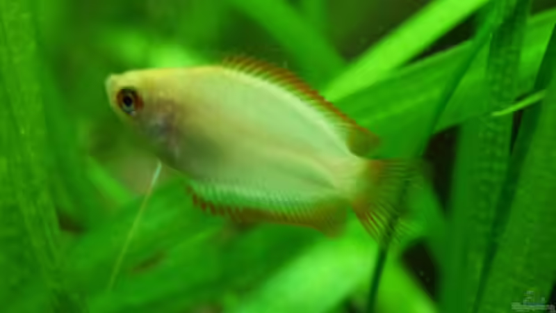 Honiggurami ´gold´ von Kristin89 (13)