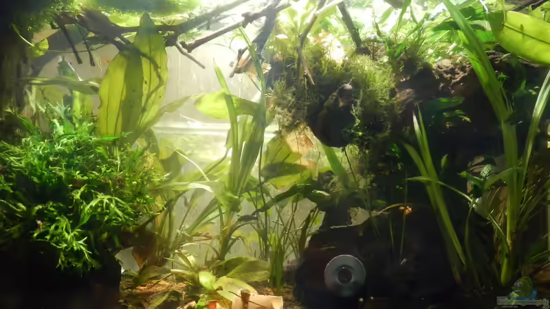 Honiggurami I von miv (1)