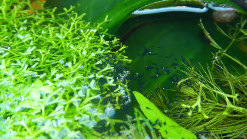 Honiggurami-Laich, 4 Tage alt von miv (12)