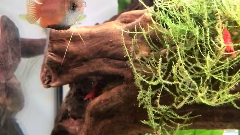 Honiggurami (M) von Vancouver2010 (41)