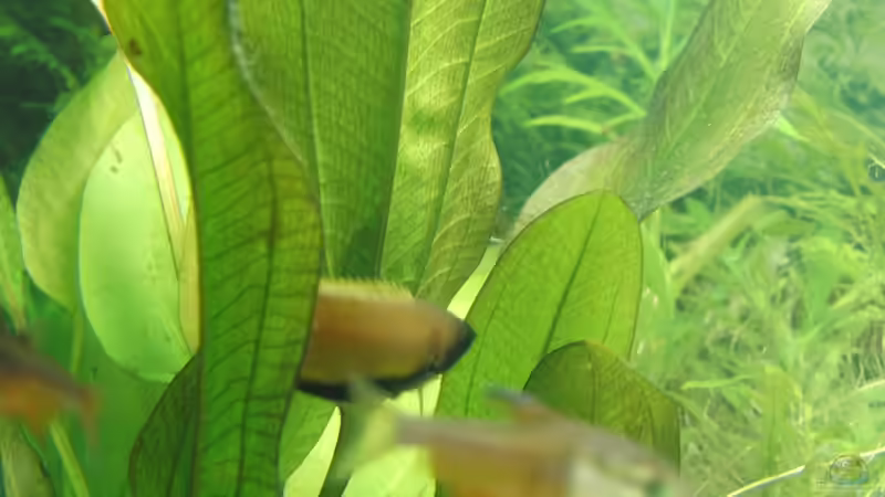 Honiggurami Mänchen von Oberregenwurm (15)