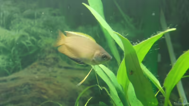 Honiggurami Mänchen von Oberregenwurm (16)