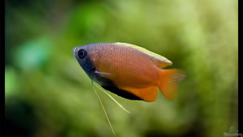 Honiggurami-Männchen von Tamura (12)