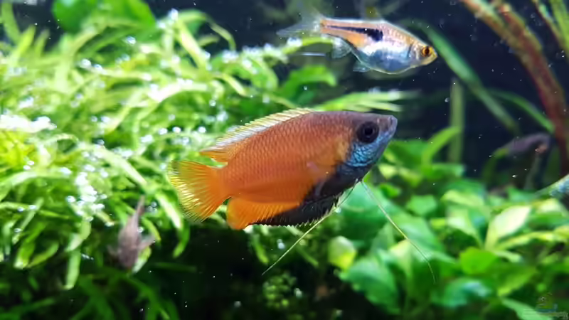 Aquarien für Trichogaster chuna (Honiggurami)