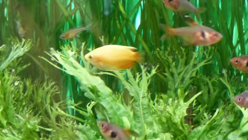 Aquarien für Trichogaster chuna (Honiggurami)