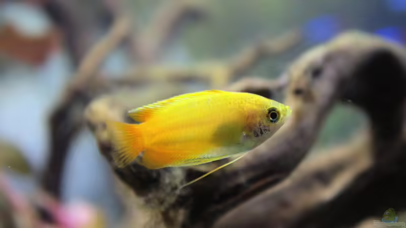 Honiggurami von Campi (29)