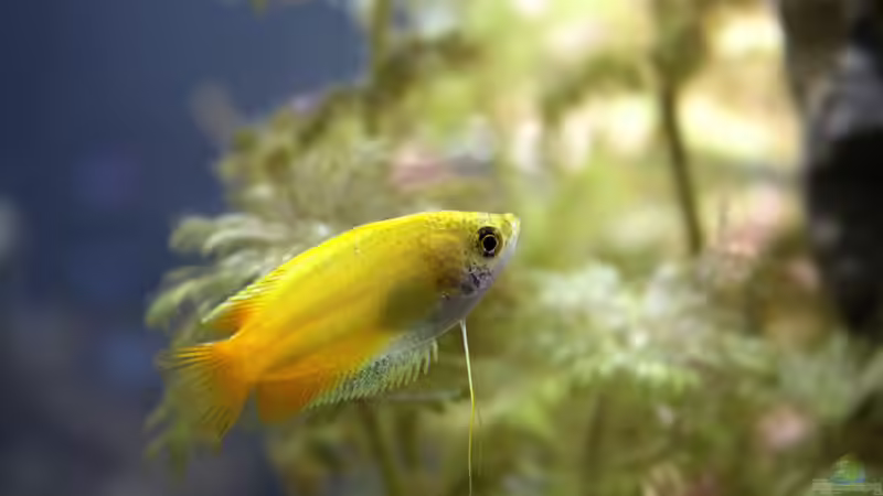 Honiggurami von Campi (30)