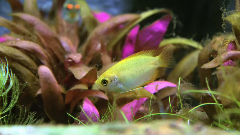 Honiggurami von Campi (31)