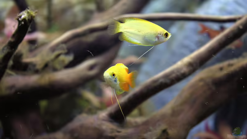 Honiggurami von Campi (32)