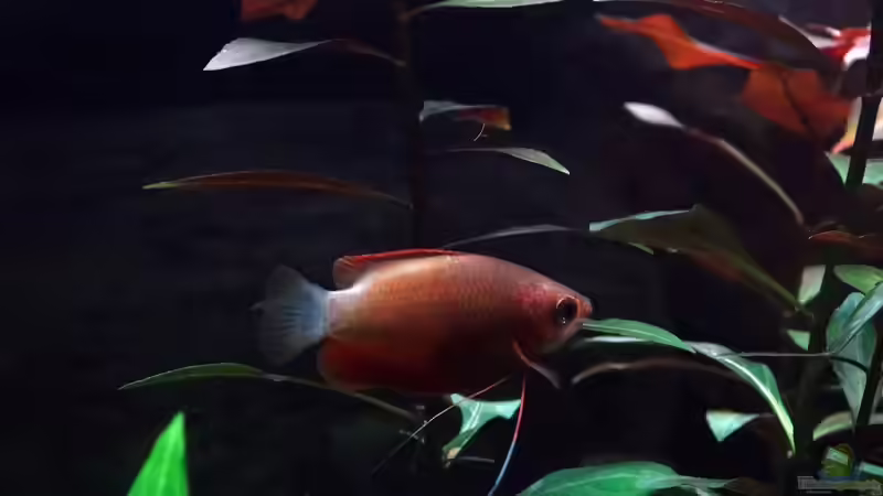 Honiggurami von Kristin89 (10)