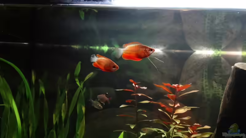 Honiggurami von Kristin89 (11)