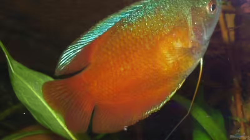 Honiggurami von Shaggy90 (7)