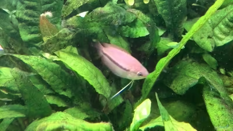 Honiggurami (W) von Vancouver2010 (42)