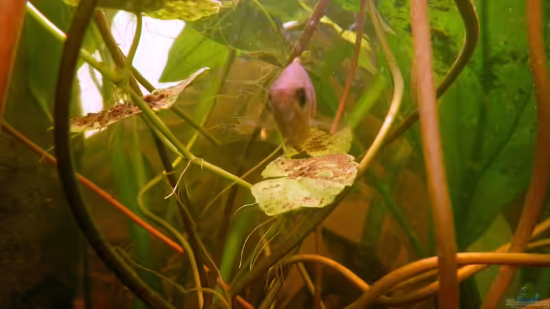 Honiggurami-Weibchen. von miv (6)