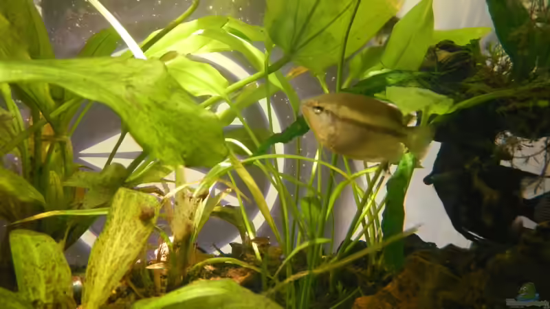 Honiggurami-Weibchen in Paarungsstimmung von miv (11)