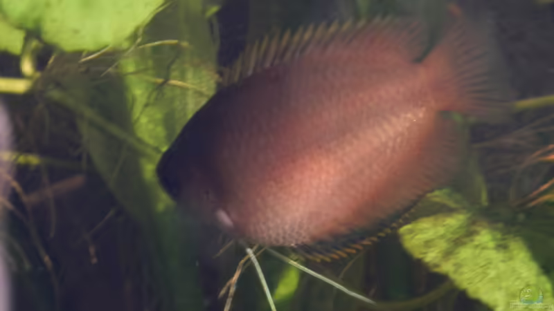 Honiggurami-Weibchen von miv (10)