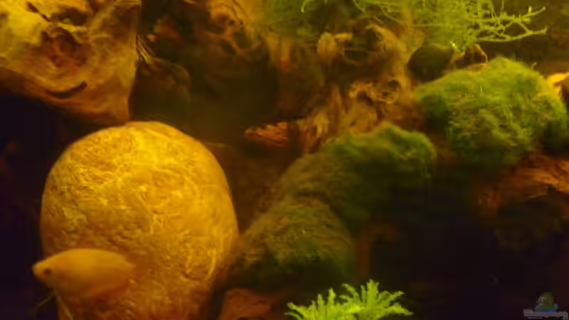 Honiggurami Weibchen von Rootsman (50)