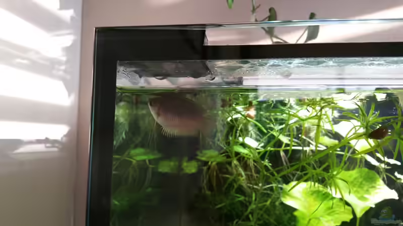 Honiggurami weiblich von Repona (3)