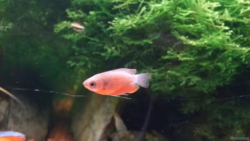 Aquarien für Trichogaster chuna (Honiggurami)