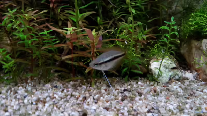 Honigguramie Jungfisch von SK Aquarienleben (54)
