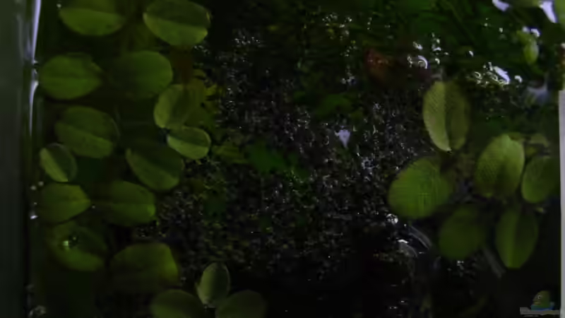 Honigguraminest von Sabine Stark (35)