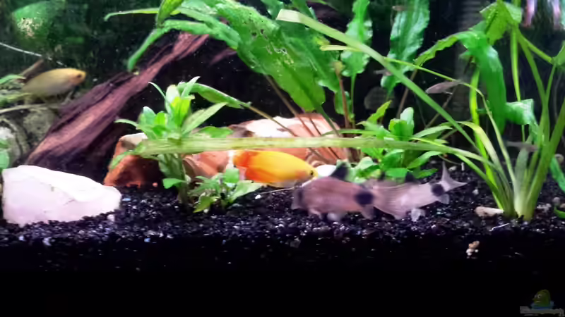 Honigguramis und Pandas von Jens Holzner (9)