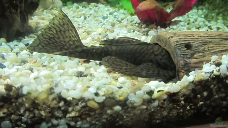 Honigwaben-Antennenwels von Mofafi-Liebhaber (82)