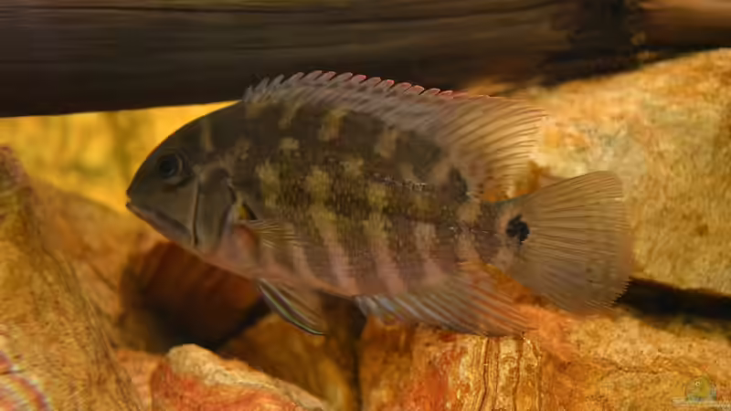 Hoplarchus psittacus: Die Tiere sind mit ca. 10-12 cm eingezogen, so langsam bekommen sie Ihre grüne Farbe. von GGuardiaNN (101)