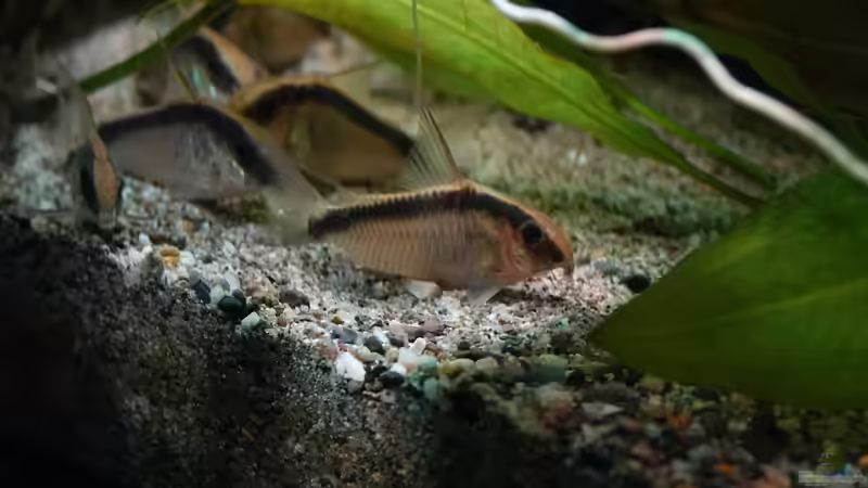 Hoplisoma granti (gekauft als Corydoras arcuatus) von Philip (32)