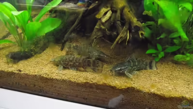 Hoplostemum littorale ´Stilbruch Südamerika´ von Dr. Manhattan (31)