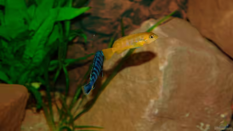 Hoppla ob das doch ein Bock ist?!?! von Duder Malawikus (23)