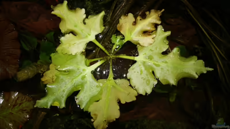 Hornfarn als Schwimmpflanze von Minzi (13)