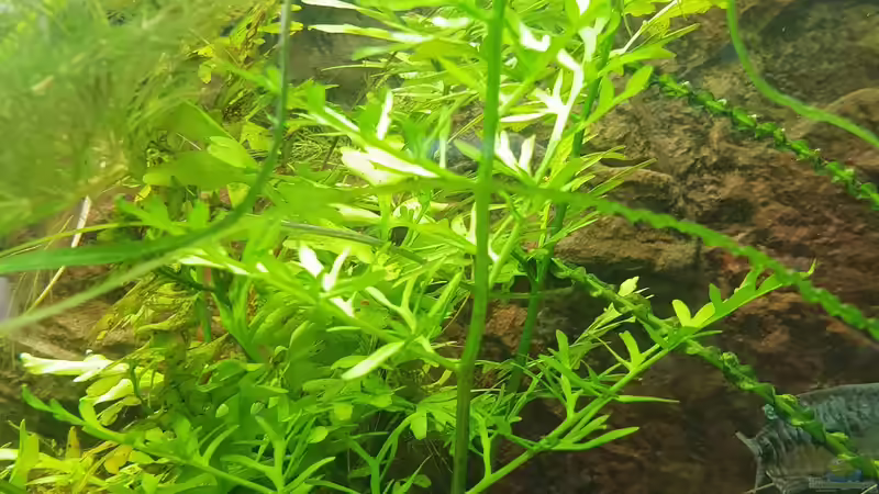 Hornfarn von Manuela&Mike (9)