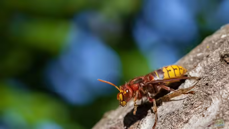 Hornissen im Garten - Kein Grund zur Panik!