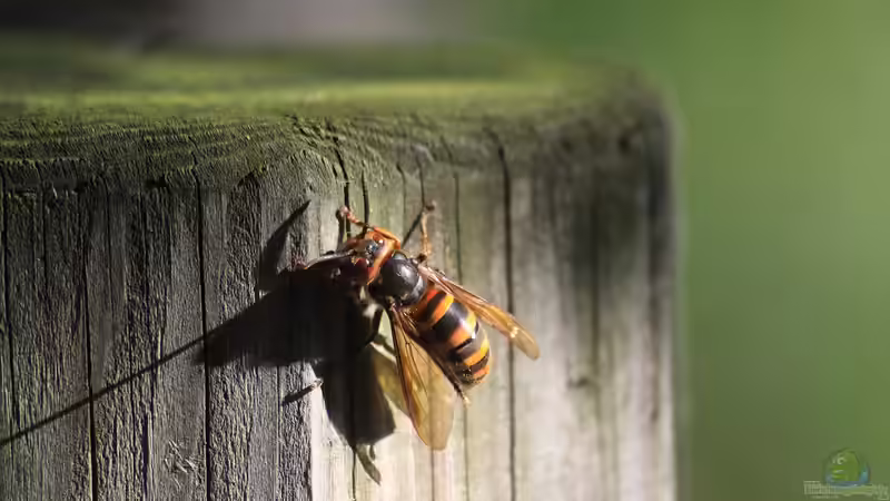 Hornissen im Garten - Kein Grund zur Panik!