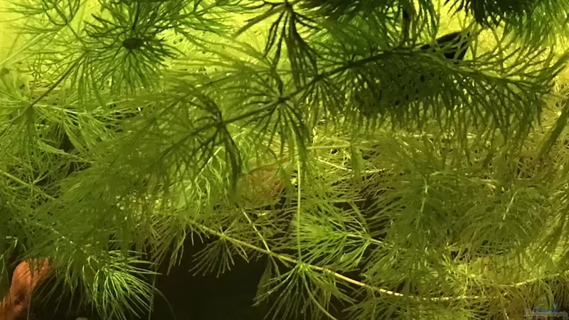 Hornkraut  von Ottche (29)