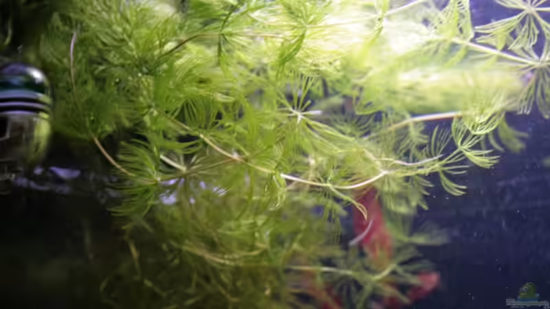 Hornkraut. von StefanE. (13)