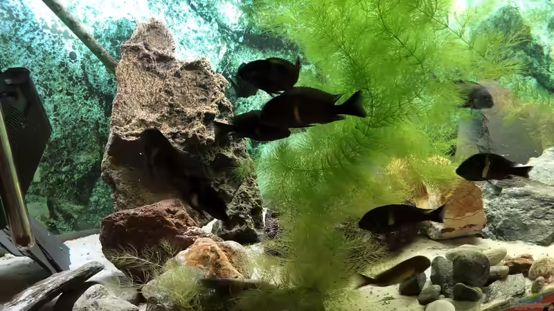 Hornkraut als Deckung und Futter für Tropheus von Helga Kury (6)