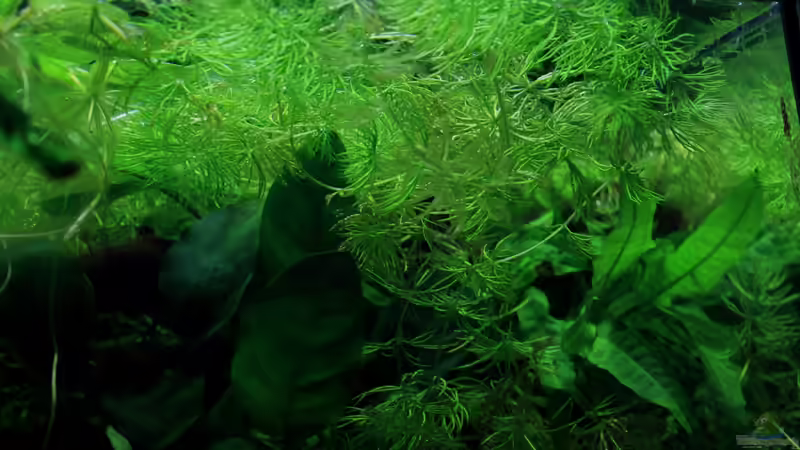 Hornkraut als Schwimmpflanze von die Perle... (26)