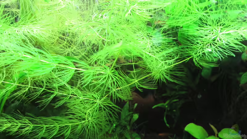 Hornkraut-Ceratophyllum demersum