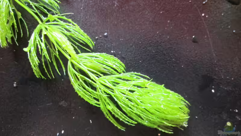 Hornkraut-Ceratophyllum demersum