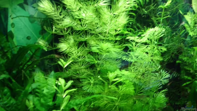 Hornkraut Ceratophyllum submersum von hej kompisar (7)