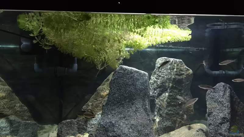 Hornkraut flotierend von Monaco (10)