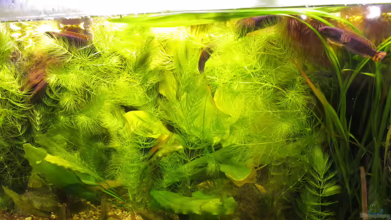 Hornkraut gegen die Fadenalgen von Der Bergzower (10)